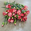 ELEGANCE NEJL.SOLOMIO CLIF ORANGE ENKELBLOM