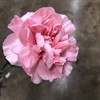 NEJLIKA ROSA CUTE