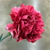 NEJLIKA CERISE SABINA