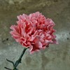 NEJLIKA ROSA VERONA