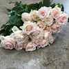 SWEET CAROLINE LJ.ROSA 60 CM