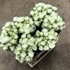 POLYANTHA HOLL VIT