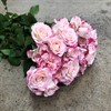 POLYANTHA KE. ROSA BOMBASTIC