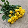 POLYANTHA HOLL GUL