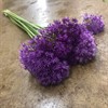 ALLIUM PURPLE SENSATION