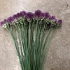 ALLIUM KUGEL VIN/LILA 80 CM