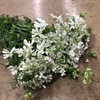 ORLAYA GRANDIFLORA