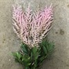ASTILBE ROSA ERIKA