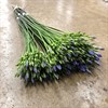BRODIAEA BLÅ