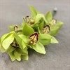 CYMBIDIUM STORBLOM. GRÖN