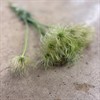 PULSATILLA VIT