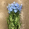 DELPHINIUM LJUSBLÅ BALLKLEID 60 CM