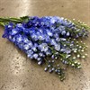 DELPHINIUM BLÅ GUARDIAN 60 CM