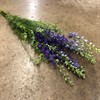DELPHINIUM AJACIS BLÅ