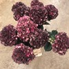 HORTENSIA SNITT RUBY RED 60 CM