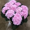 HORTENSIA SNITT ROSA VERENA 50 CM