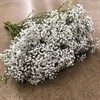 GYPSOPHILA 750 G MILLION STAR