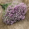 GYPSOPHILA MY PINK 1X25