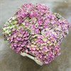 HORTENSIA SNITT AMETHYST ROSA 60 CM