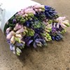HYACINT SNITT MIX