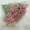 LIMONIUM MAXIMA DIAMOND ORA