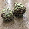 CYNARA  KRONÄRTSKOCKA 50 CM