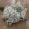 GYPSOPHILA 500 G STORBLOMMIG