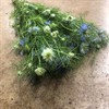 NIGELLA BLÅ BUNT