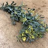 MIMOSA GLAUCA 250 G