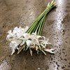 NERINE VIT