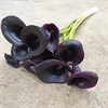 CALLA SVART