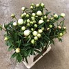 PION VIT DUCHESS DE NEMOURS