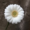 GERMINI VIT ALBINO