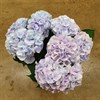 HORTENSIA SNITT LJUSLILA 60 CM