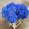 HORTENSIA SNITT BLÅ 60 CM