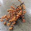 ILEX ORANGE 40 CM