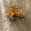ILEX ORANGE 60 CM