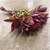 LEUCADENDRON JESTER 70 CM