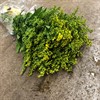 SOLIDAGO GUL 80 CM 1X25