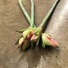 AMARYLLIS SNITT MINERVA 2-F.RÖDVIT