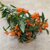 EUPHORBIA QUEEN OF ORANGE