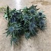 ERYNGIUM BLÅ ORION QUESTAR 50 CM