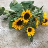HELIANTHUS GUL SUNOVA 60 CM