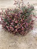 LIMONIUM SCARLET DIAMOND