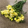 FREESIA CREME DUBBEL