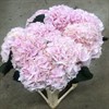 HORTENSIA SNITT LJUSROSA  60 CM