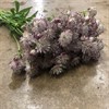 ASTRANTIA CER/RÖD MAJOR OF AFRICA