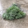 AMMI VISNAGA VIT 70 CM