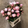 PION ALERTIE  LJUSROSA 55 CM