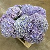 HORTENSIA SNITT MINERVA LJUSLILA